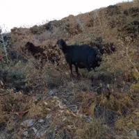 گوسفندافشاری