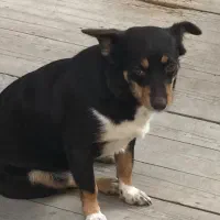 گمشده،سگ پاکوتاه،محدوده سرابی