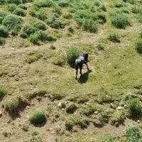 اسب|اسب و تجهیزات اسب‌سواری|خلخال, |دیوار