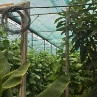 تور سایبان گلخانه محافظ حرفه‌ای سرمایه‌ سبزشما،شید