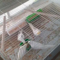 عروس هلندی مولد لوتینو . دوکت آلبینو|پرنده|بندر کنگان, |دیوار