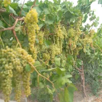 باغ آباد|فروش زمین و ملک کلنگی|مشگین شهر, |دیوار