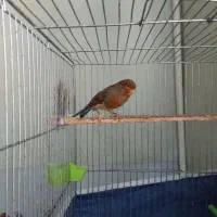 قناری یکساله