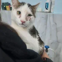 دامپزشک دامپزشکی سگ گربه پرنده زینتی عروس هلندی|خدمات آرایشگری و زیبایی|ارومیه, |دیوار