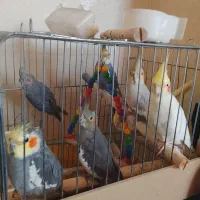 فروش عروس هلندی