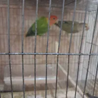 طوطی برزیلی