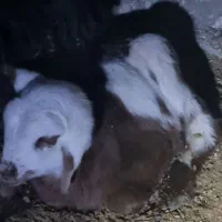 فروش بره های همو و هترو