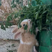 یک عدد بچه خرگوش نر دوماهه|موش و خرگوش|نظرآباد, نظرآباد|دیوار