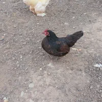 منیاتوری