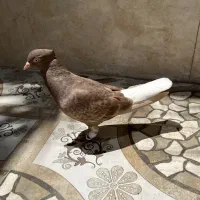 کبوتر ماده دم سفید