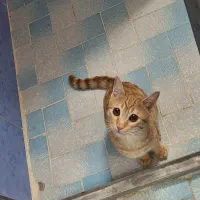 گربه گمشده|حیوانات|لنجان, |دیوار