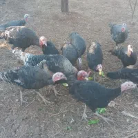 بوقلمون ۴ عدد نر و ماده موجود