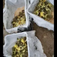 جوجه‌غاز‌سالم‌سرحال