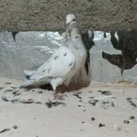 هفرنگ گرفتنی|پرنده|سبزوار, رضوان|دیوار