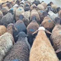 فردش 70راس میش ابستن درزنجان