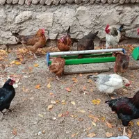 تخم مرغ نطفه دار|حیوانات مزرعه|اردبیل, |دیوار