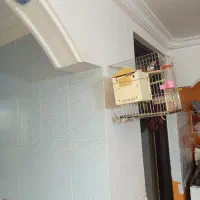 کفتر پرشی درجه یک پرشی