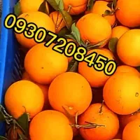 تامسون پرتقال خونی محلی|حراج|هچیرود, |دیوار