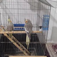 جفت عروس شرط تخم