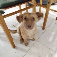 نر اسپشیال اشپیتز خالص چشم عسلی