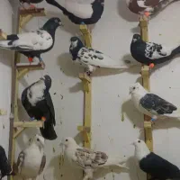 کفتر نر