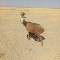 میش