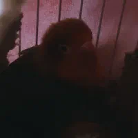 یه جفت طوطی بریزیلی سبز معاوضه