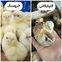 جوجه گلپایگانی و خروسک ۳ روزه
