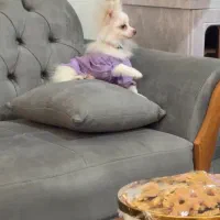 سگ پامر جهت جفت گیری