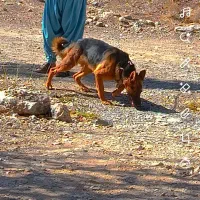 واگذاری ژرمن