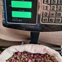 گل محمدی پر|گل و گیاه طبیعی|سقز, |دیوار