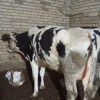 گاو شیری به همراه گوساله ماده