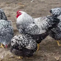 مرغ و خروس ویاندوت|حیوانات مزرعه|تهران, آبشار|دیوار
