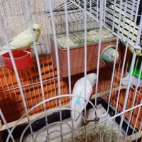 مرغ عشق نرو ماده با جوجه بزرگ شده و قفس کامل|پرنده|کرج, شهرک بنفشه|دیوار