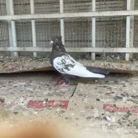 کبوتر سینه|پرنده|جنت, |دیوار