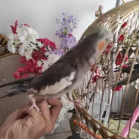 جفت و تک عروس دستی جوان بازیگوش|پرنده|تایباد, |دیوار