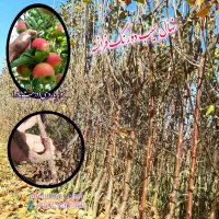 نهال سیب|گل و گیاه طبیعی|میاندوآب, |دیوار