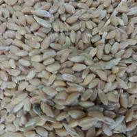 فروش دانه غلات وملزومات پرندگان خانگی|لوازم جانبی حیوانات|اصفهان, عاشق‌آباد|دیوار