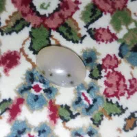 نگین شجر|جواهرات|جیرفت, |دیوار