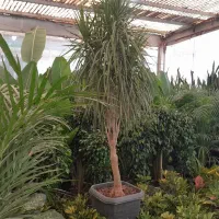 گل و گیاه آپارتمانی|گل و گیاه طبیعی|ری, بازار گل خاوران|دیوار