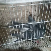 کفتر تهرونی وسیاه پشت|پرنده|خمینیشهر, |دیوار