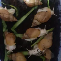 حلزون خانگی