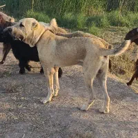 سگ دز..دی..ده شده