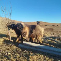 فروش بره قوچ