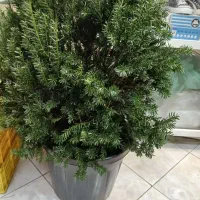 گل و درختچه تاکسوس کریسمس