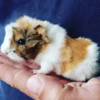 خوکچه هندی موکوتاه و مو بلند