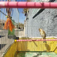 سهره قناری|پرنده|بهمن صغاد, |دیوار