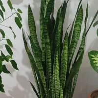 گل های آپارتمانی|گل و گیاه طبیعی|اردبیل, |دیوار