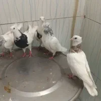 کفتر طوقی|پرنده|خرمشهر, |دیوار