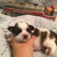 سگ شیتزو عروسکی میناتوری فی 3